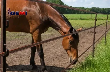 Cerca eléctrica para caballos: protección efectiva