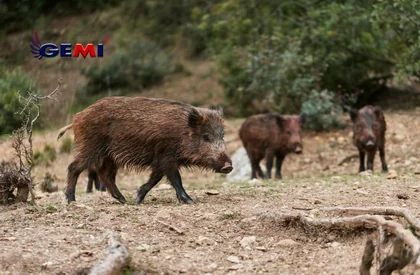 Cerca Eléctrica: ¿Los jabalíes están destruyendo tu tierra? ¡Resuelva el problema con Electric Fence Gemi ahora!