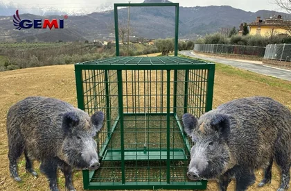 ¿Trampas para jabalíes? Hay una solución mejor...