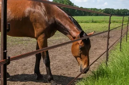 cerca eléctrica para caballos
