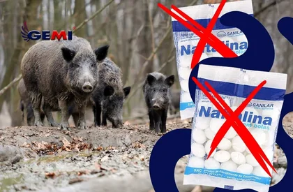Bolas de naftalina para jabalíes: ¿realmente funcionan? Aquí está la solución más efectiva y segura.