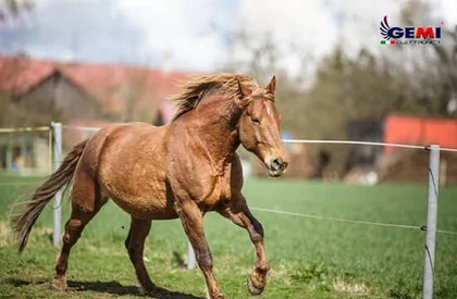 Cercas Eléctricas para Caballos: La solución más económica, dinámica y eficiente.