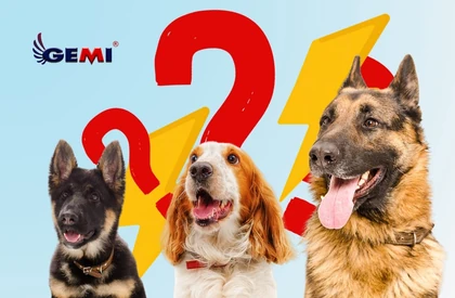 Vallas para perros: Cómo elegir la mejor solución para la seguridad y la libertad.